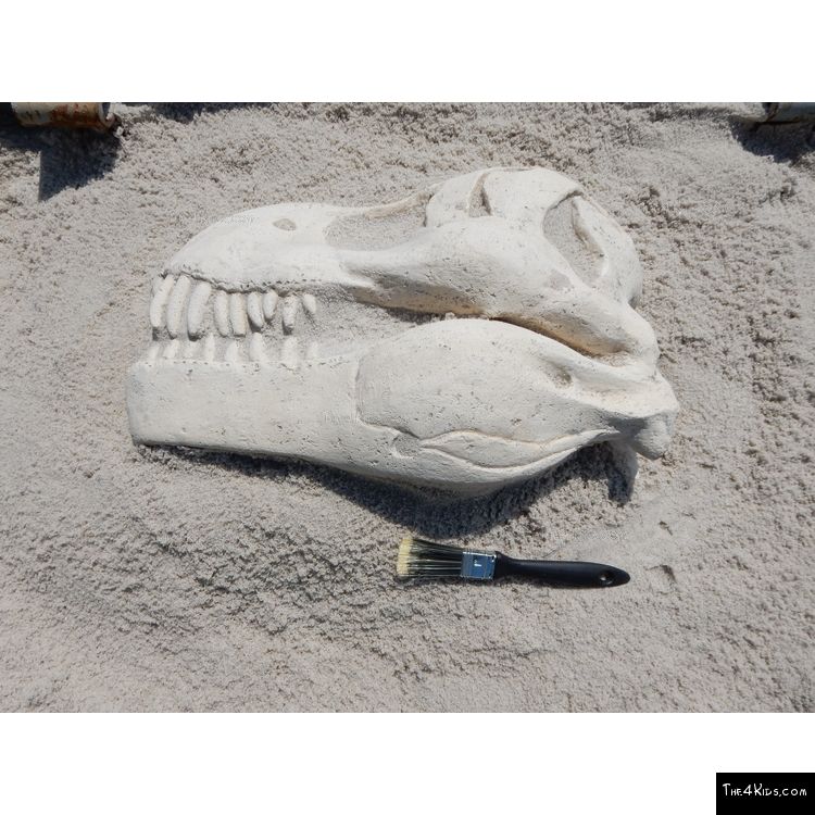 Image of T-Rex Skull Fossil