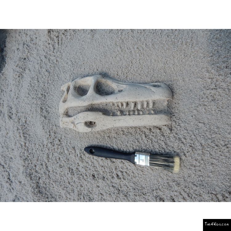 Image of Raptor Skull Fossil