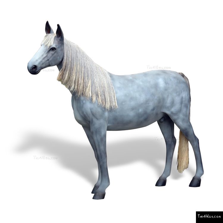 Image of Appaloosa Horse