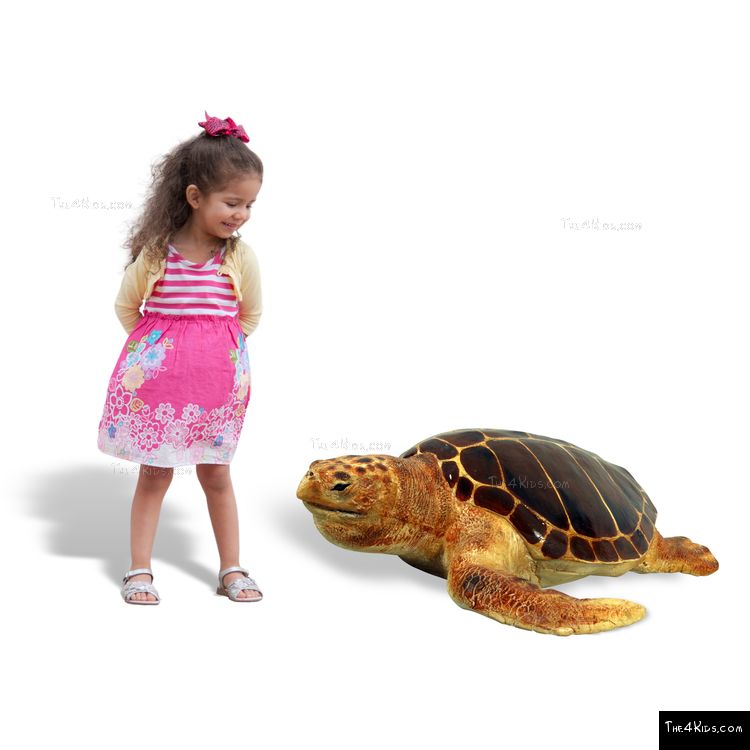Image of Loggerhead Turtle