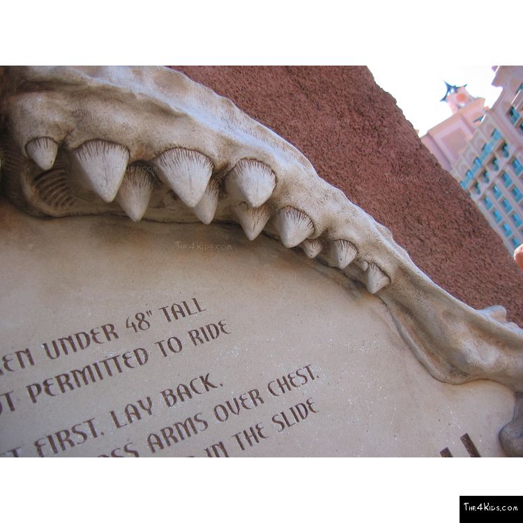Image of Medium Shark Jaws