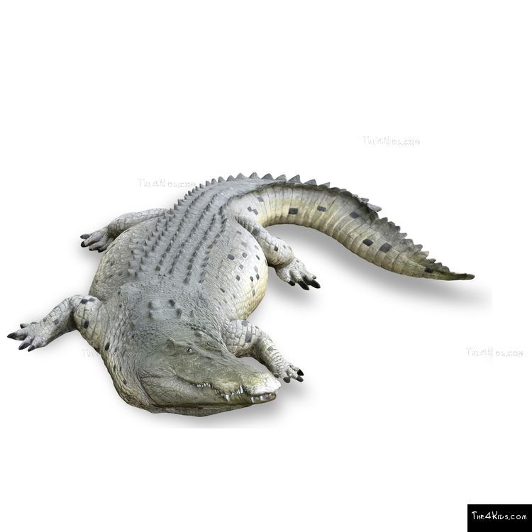 Image of 11ft Crocodile Play Sculpture
