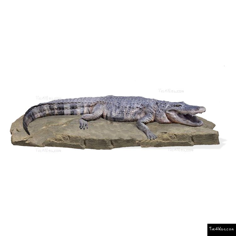 Image of American Alligator on Rock