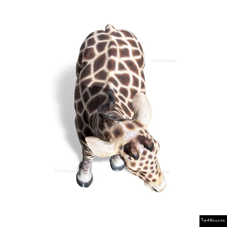 Image of 6ft Baby Giraffe