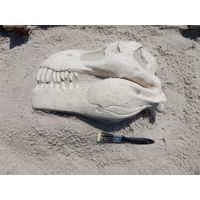 T-Rex Skull Fossil