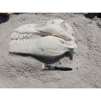 Thumbnail of T-Rex Skull Fossil