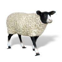 Thumbnail for Suffolk Sheep