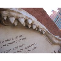 Thumbnail of Medium Shark Jaws