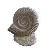 Ammonite Climber