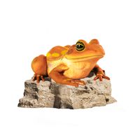 Colorful Frog on Rock