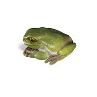 Frog Play Sculpture