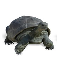 Tortoise Play Sculpture