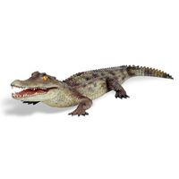 Caiman Alligator
