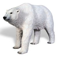 Polar Bear Walking