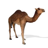 Dromedary Camel Sculpture