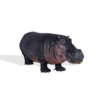 Large Hippopotamus