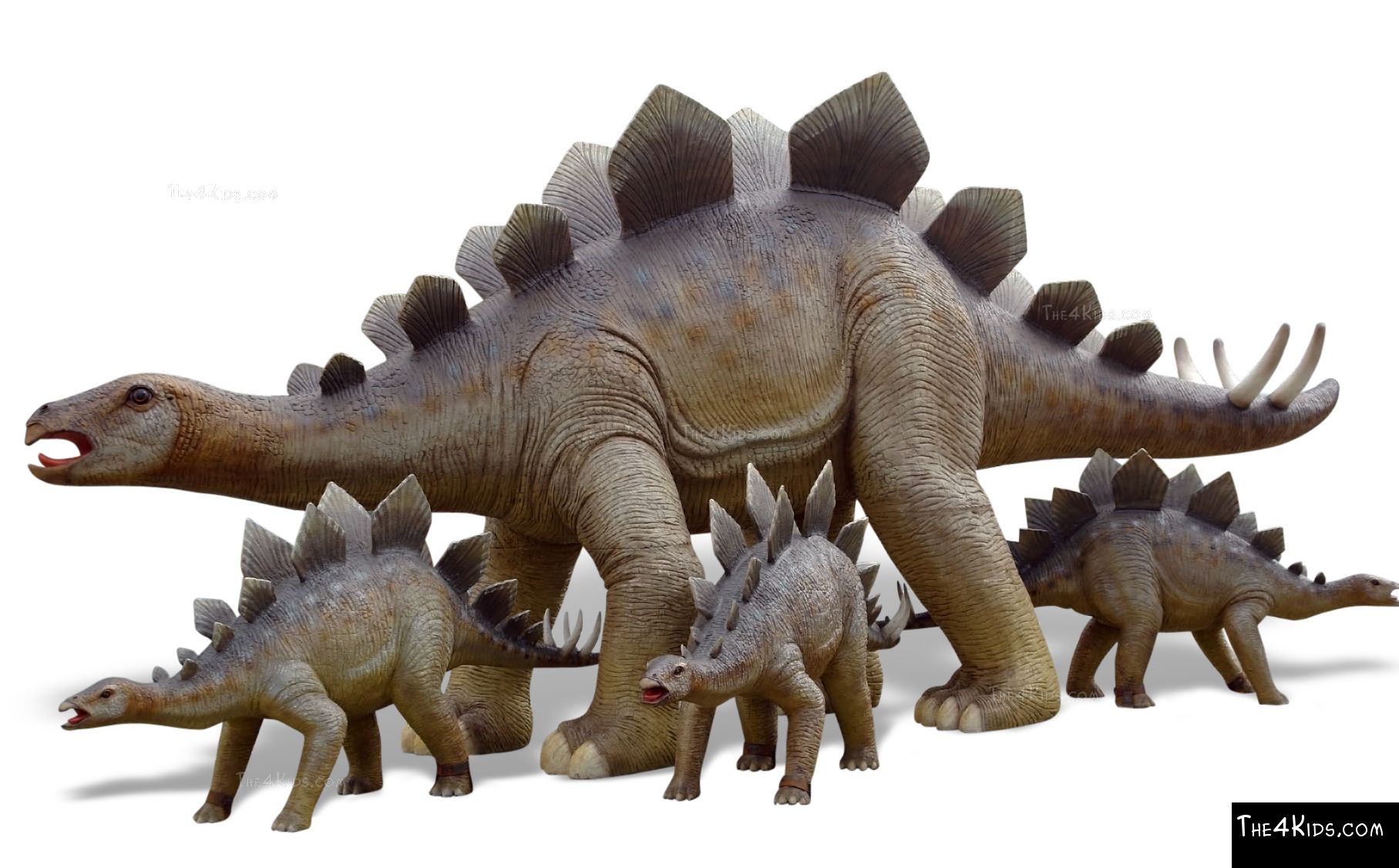 Adult Stegosaurus  The 4 Kids