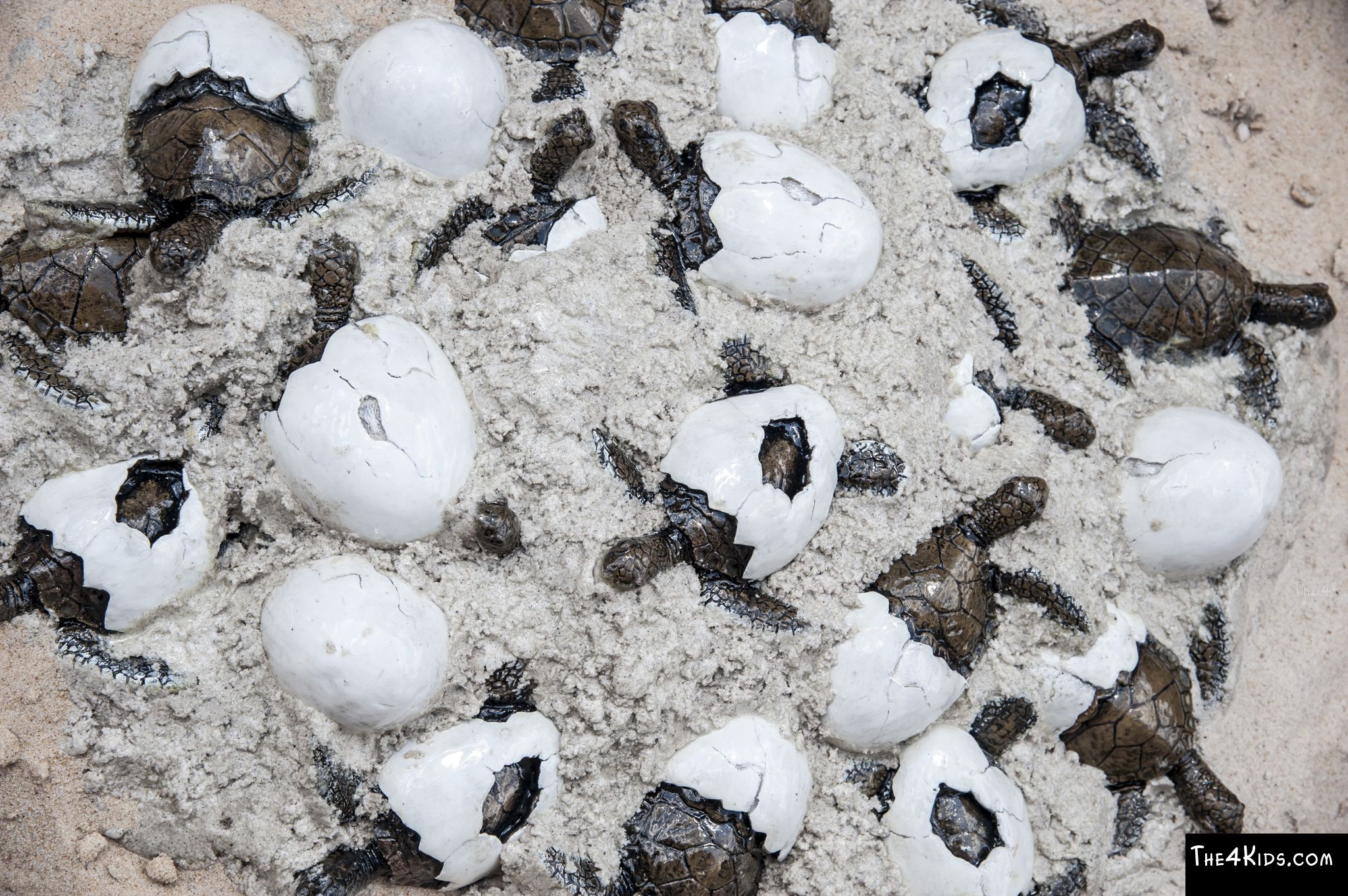 Sea Turtle Hatchlings and Eggs The 4 Kids