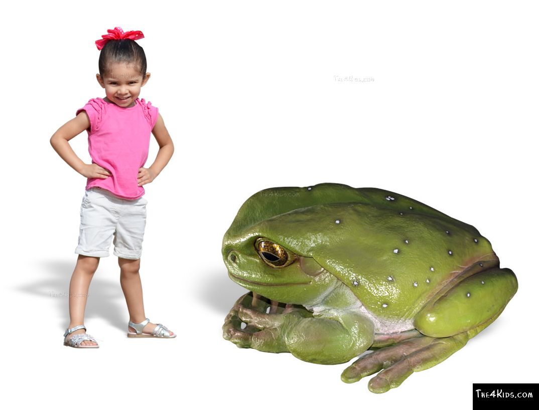 Frog Spiel Frog Spiel