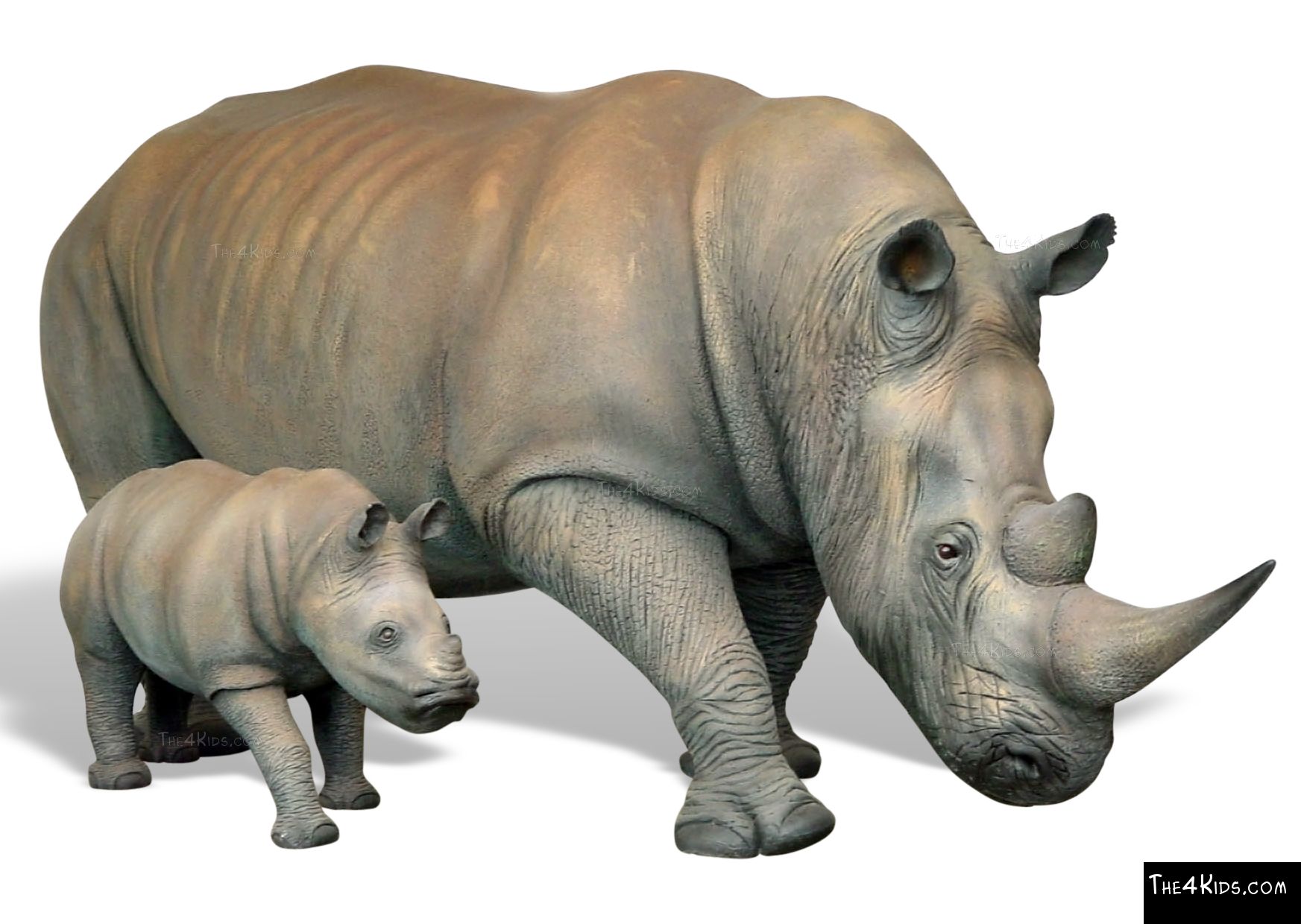 pictures of a rhinoceros pictures of a rhinoceros
