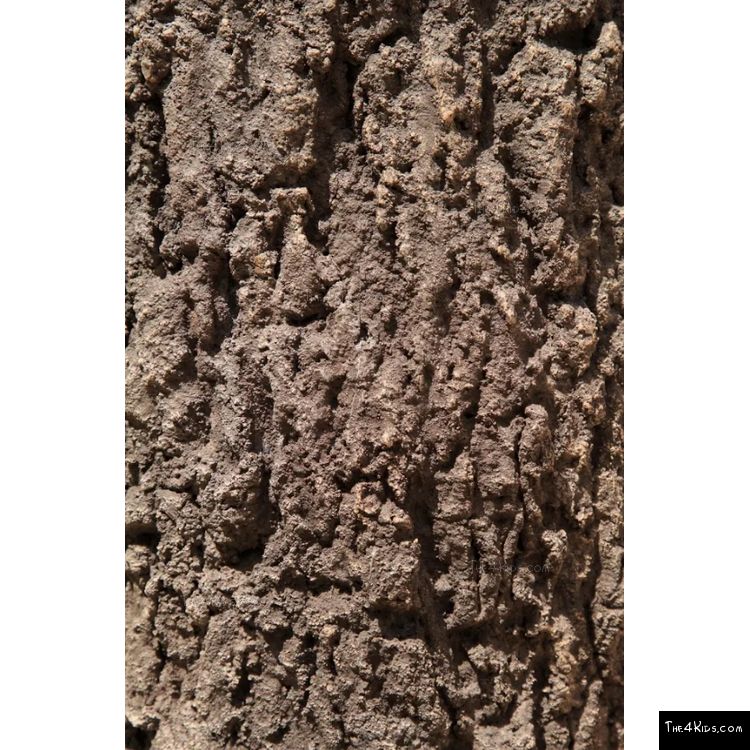 Image of GFRC Tree Texture