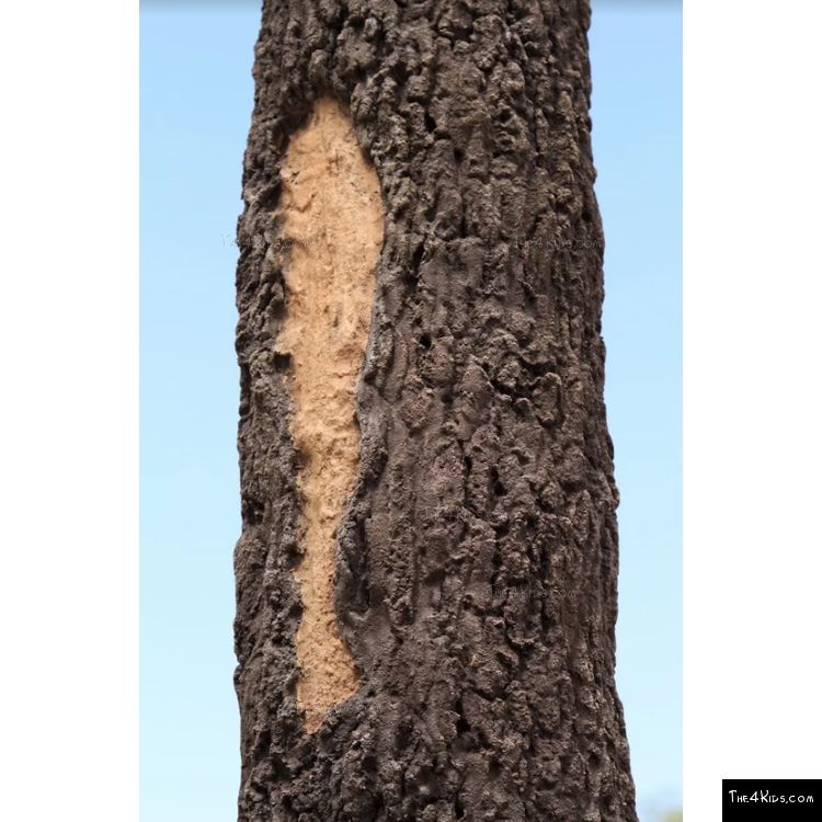 Image of GFRC Tree Texture