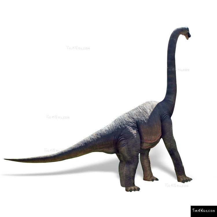 Image of Brachiosaurus