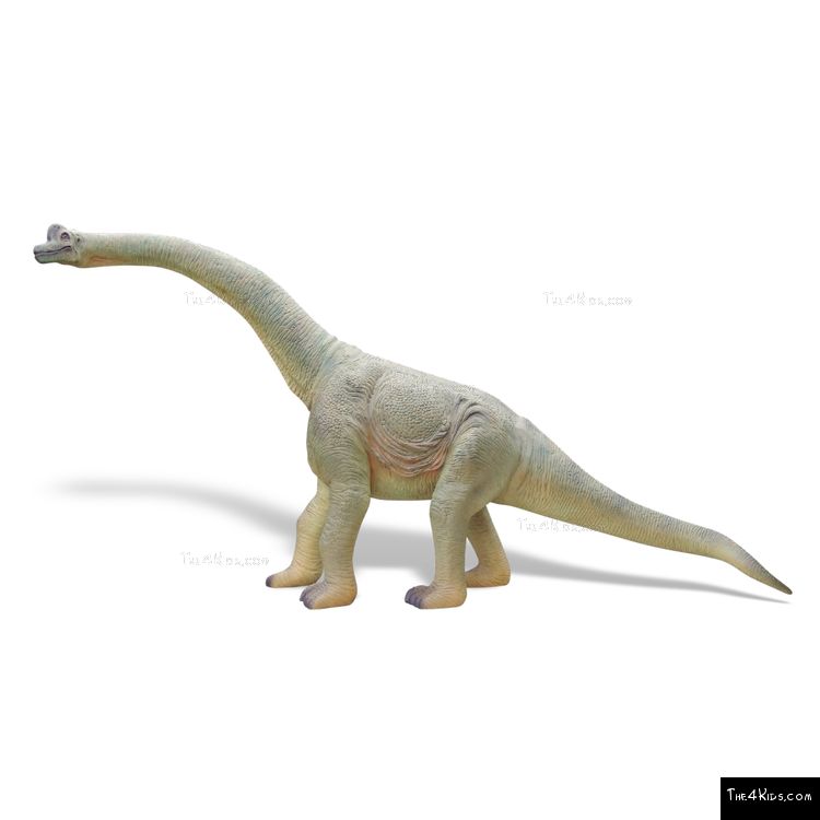 Image of 8ft Baby Brachiosaurus