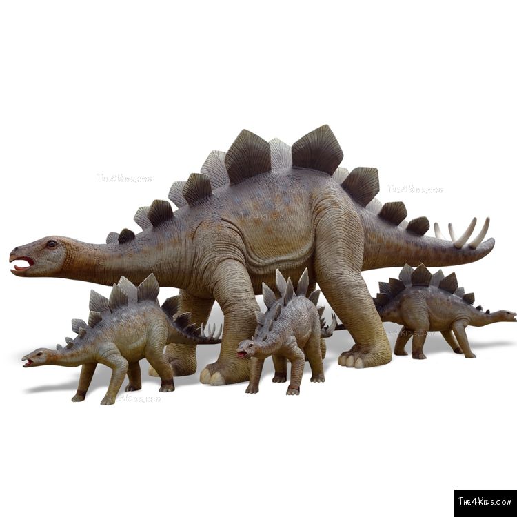 Image of Adult Stegosaurus