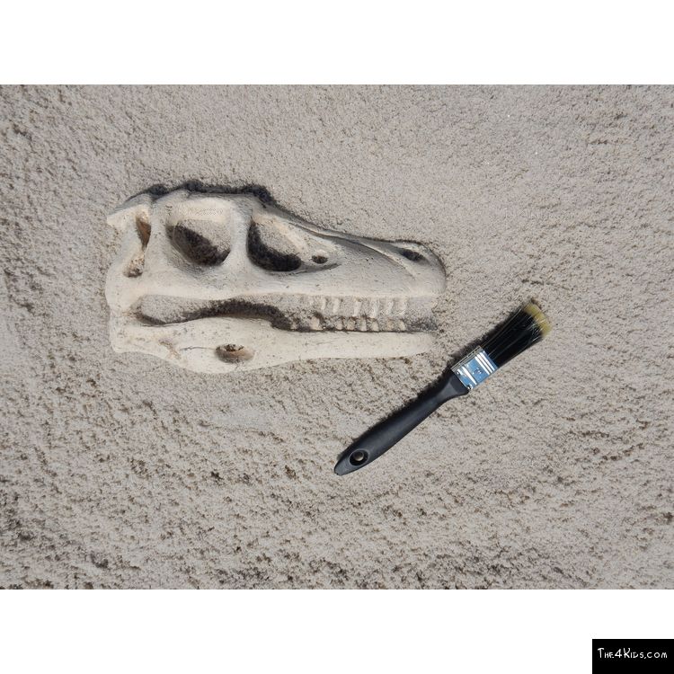 Image of Raptor Skull Fossil