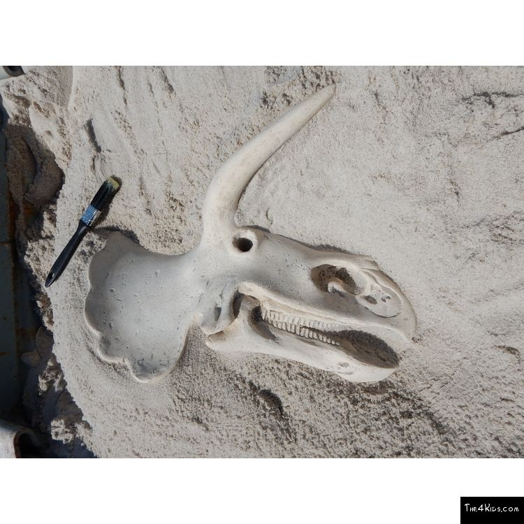 Image of Small Triceratops Skull Fossil