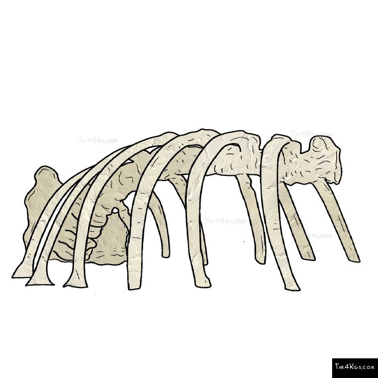Image of Dino Rib Skeleton