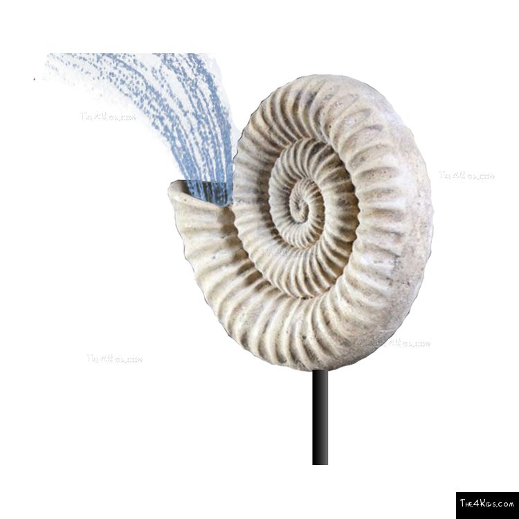 Image of Ammonite Nautilus Shell