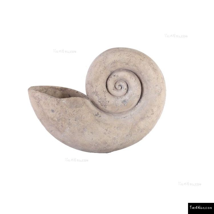 Image of Nautilus Shell Large