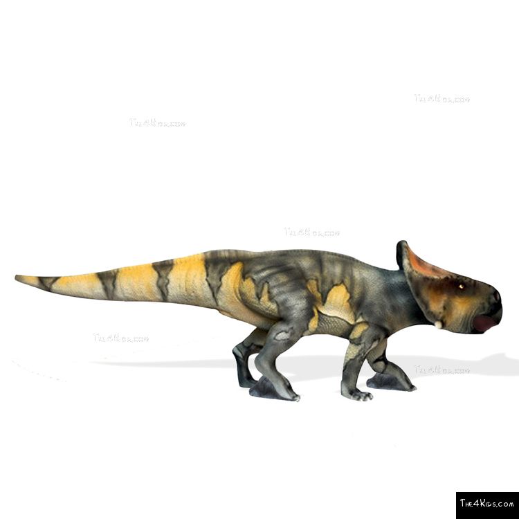 Image of Baby Protoceratops
