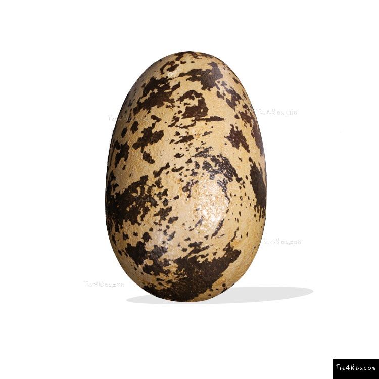 Image of Small Theropod Egg