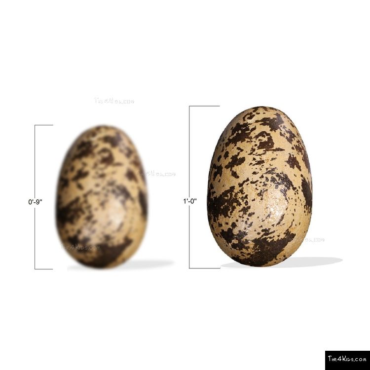 Image of Large Theropod Egg