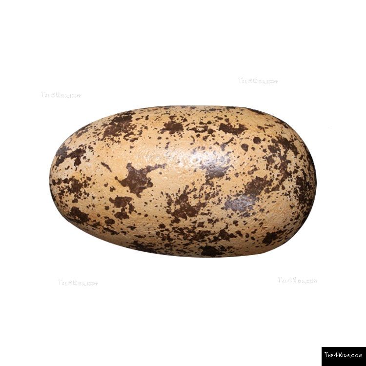 Image of Large Theropod Egg