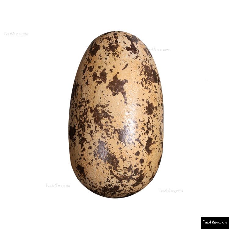 Image of Large Theropod Egg