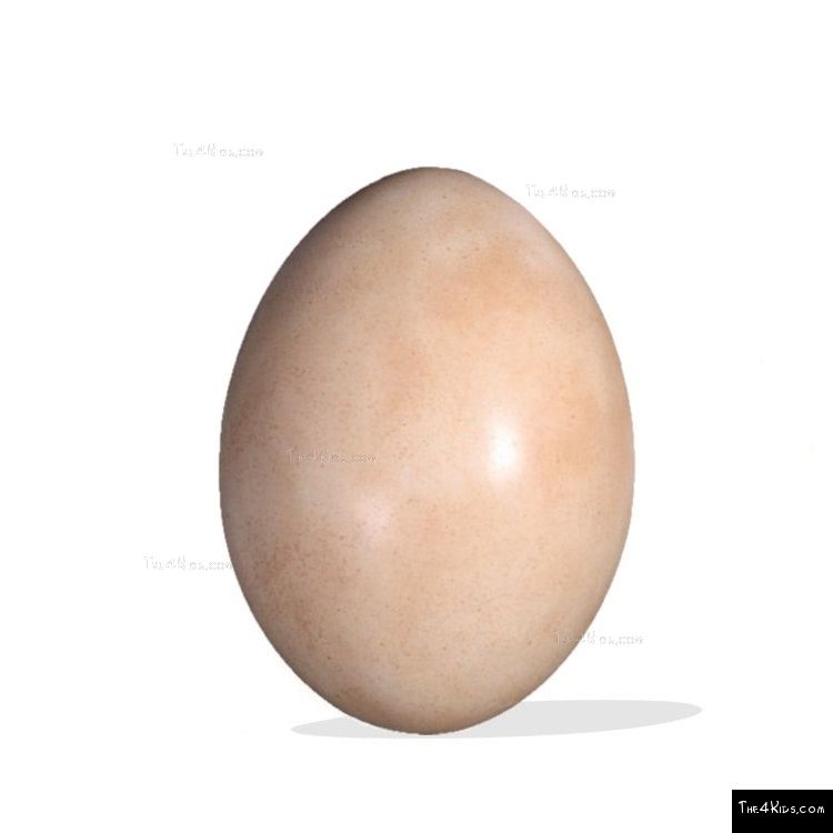 Image of Sauropod Egg