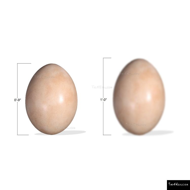 Image of Sauropod Egg