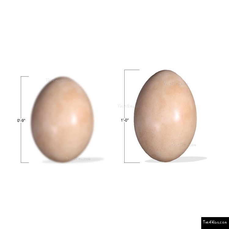 Image of Small Sauropod Egg