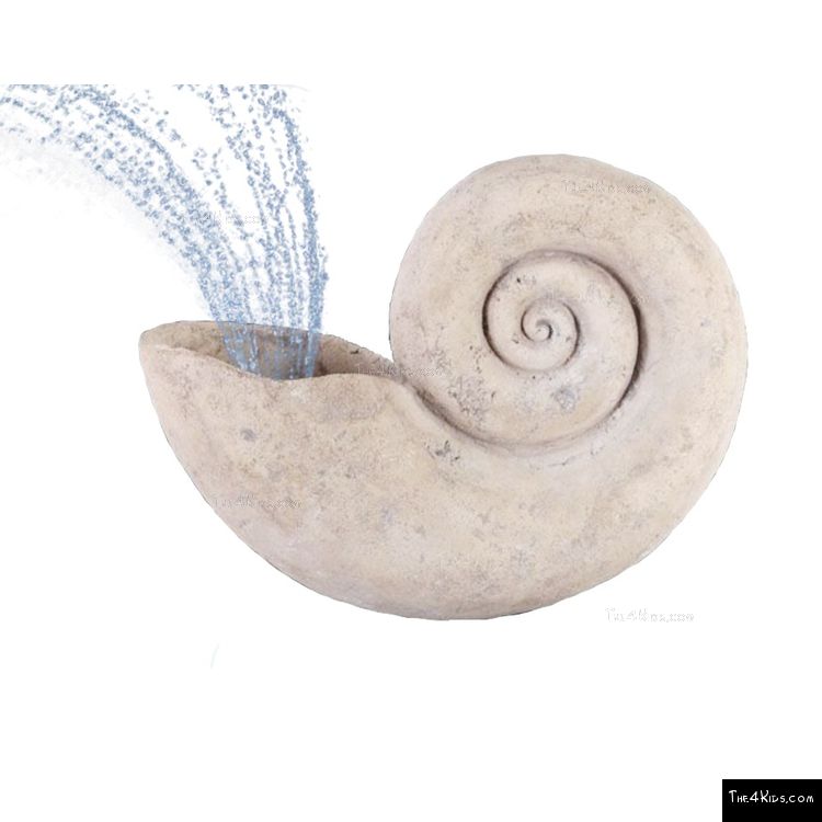 Image of Nautilus Shell