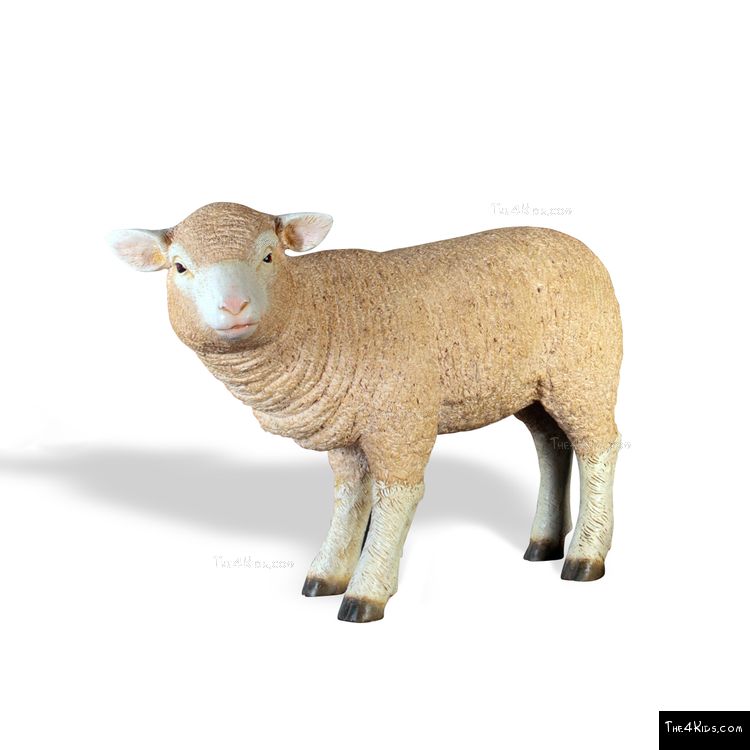 Image of Merino Lamb Standing