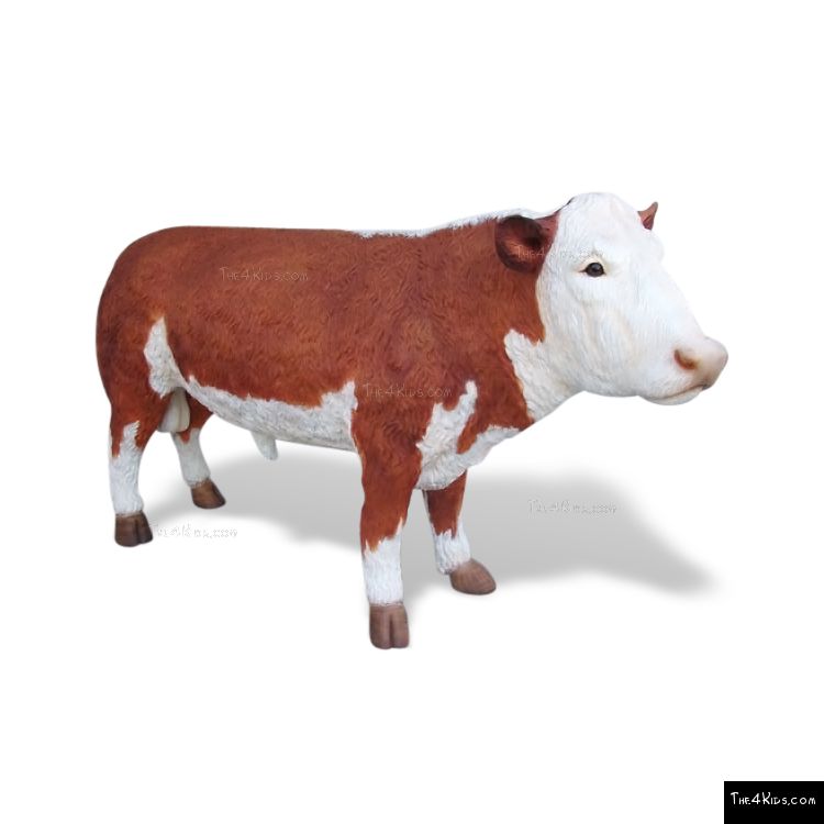 Image of Hereford Bull