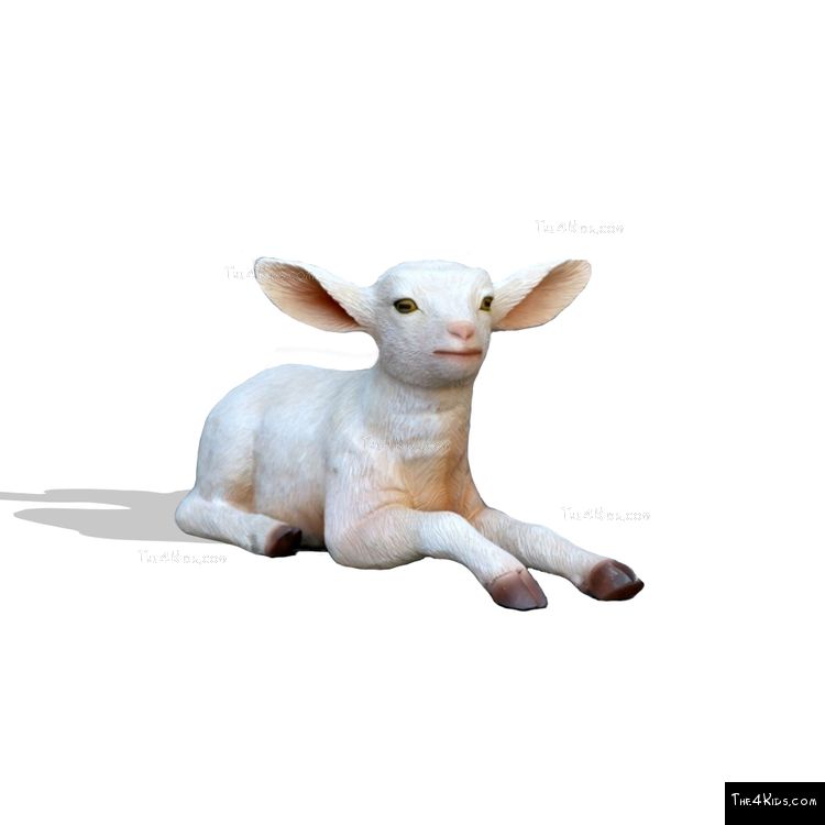 Image of Baby Goat Lying Down