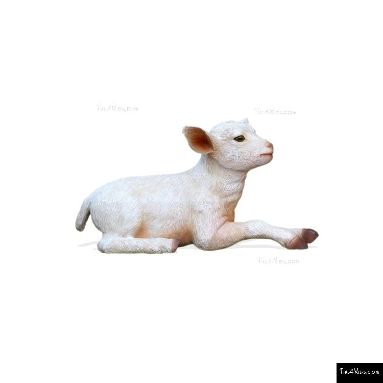 Image of Baby Goat Lying Down
