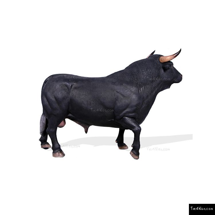 Image of Spanish Fighting Bull
