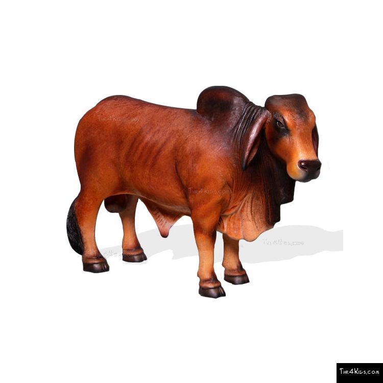 Image of Small Brahman Bull Red