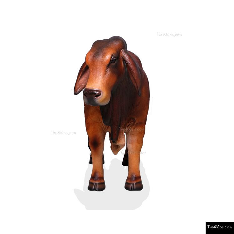 Image of Small Brahman Bull Red